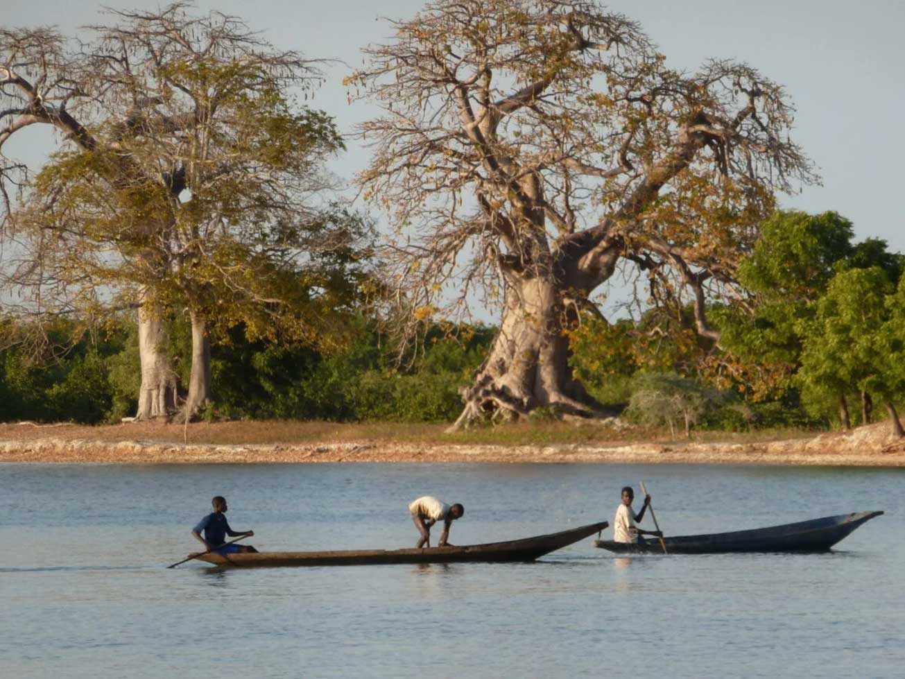Authentic Senegal landscape with baobab trees